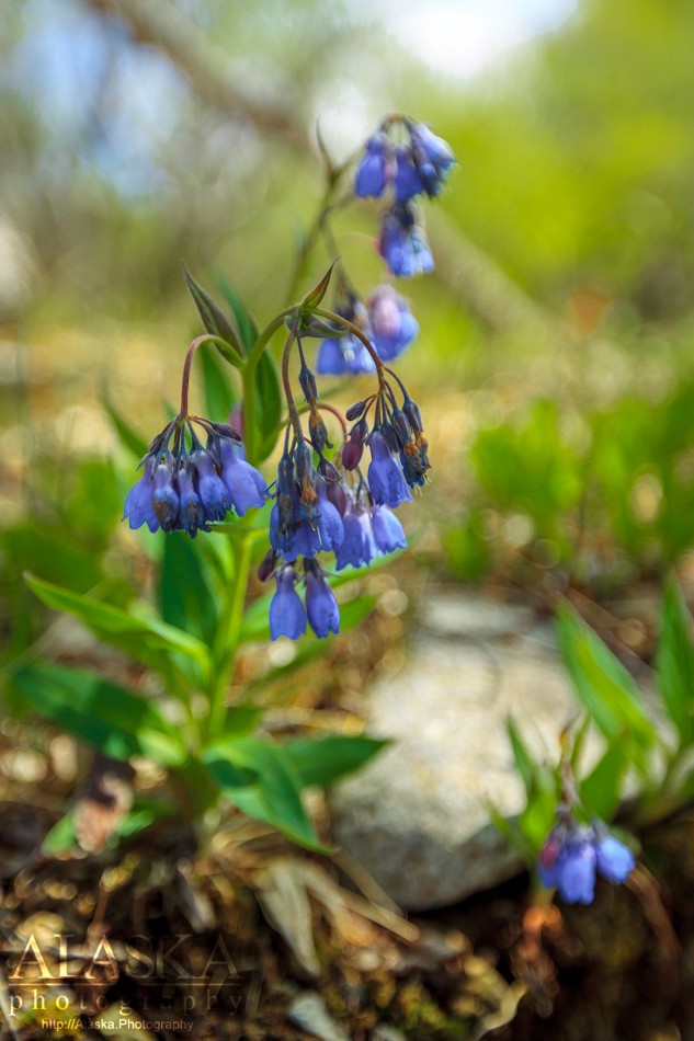 Mertensia paniculata or chiming bells sometimes called tall bluebells, growing near Horsfeld.