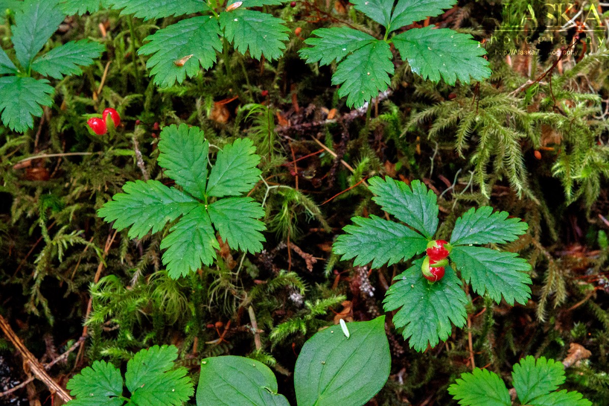 Trailing Raspberry growing on an island in Jack Bay, near Valdez.