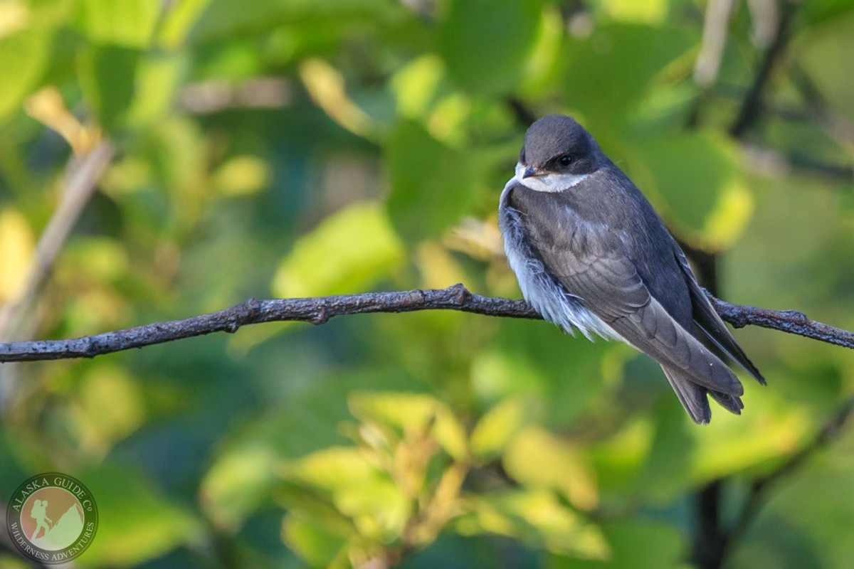 A juvenile tree swallow sits on an alder branch. Valdez, Alaska.