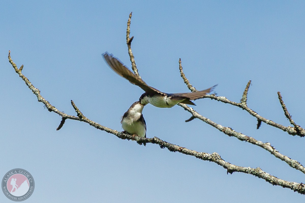 A tree swallow feeding its chick as it sits in a cottonwood.