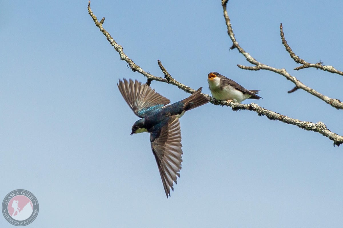 A parent tree swallow flies away after feeding its chick.