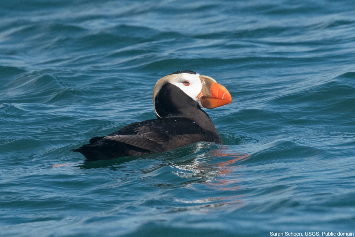 A Tufted Puffin swimming in the sea near Gull Island in Lower Cook Inlet , Alaska. Photo by Sarah Schoen, USGS. Public domain.