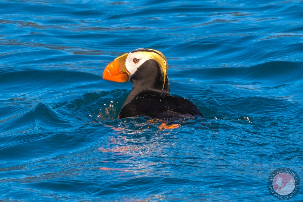 A tufted puffin swims in the water of Hinchinbrook Entrance, near Porpoise Rocks.