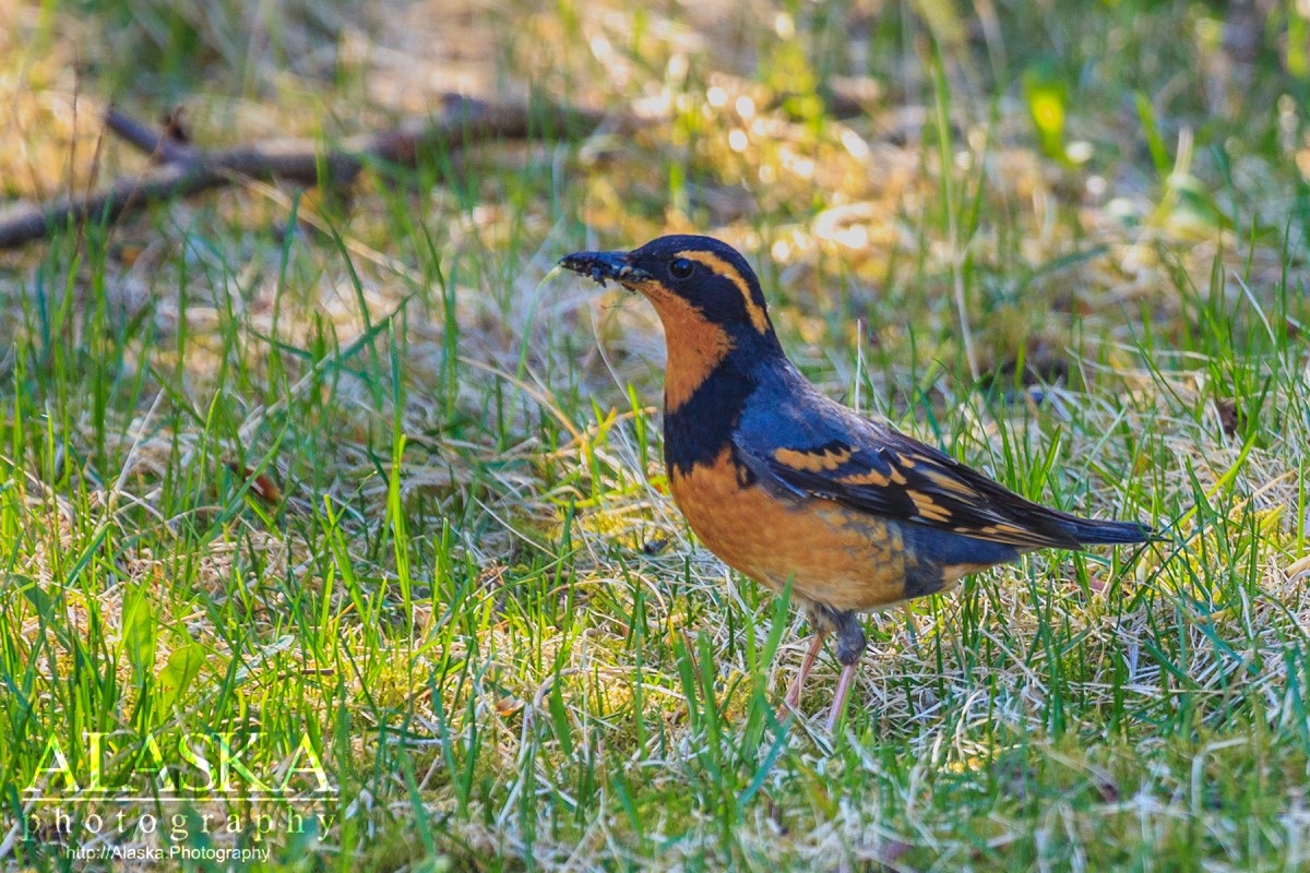 A varied thrush pauses from eating with dirt stuck to its beak.