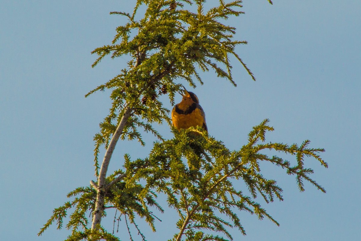 A varied thrush sings from the top of a western hemlock near Haines.