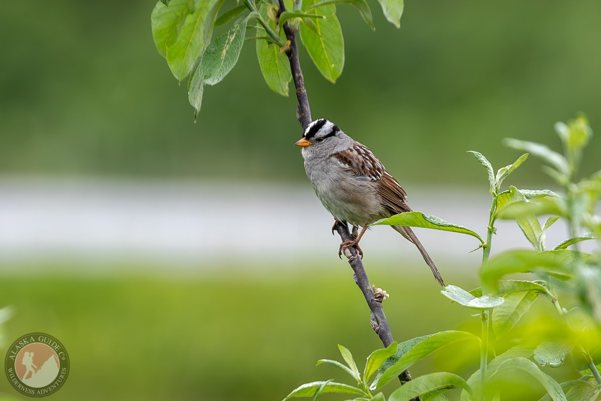 White-crowned Sparrow, Valdez, June 19, 2023.