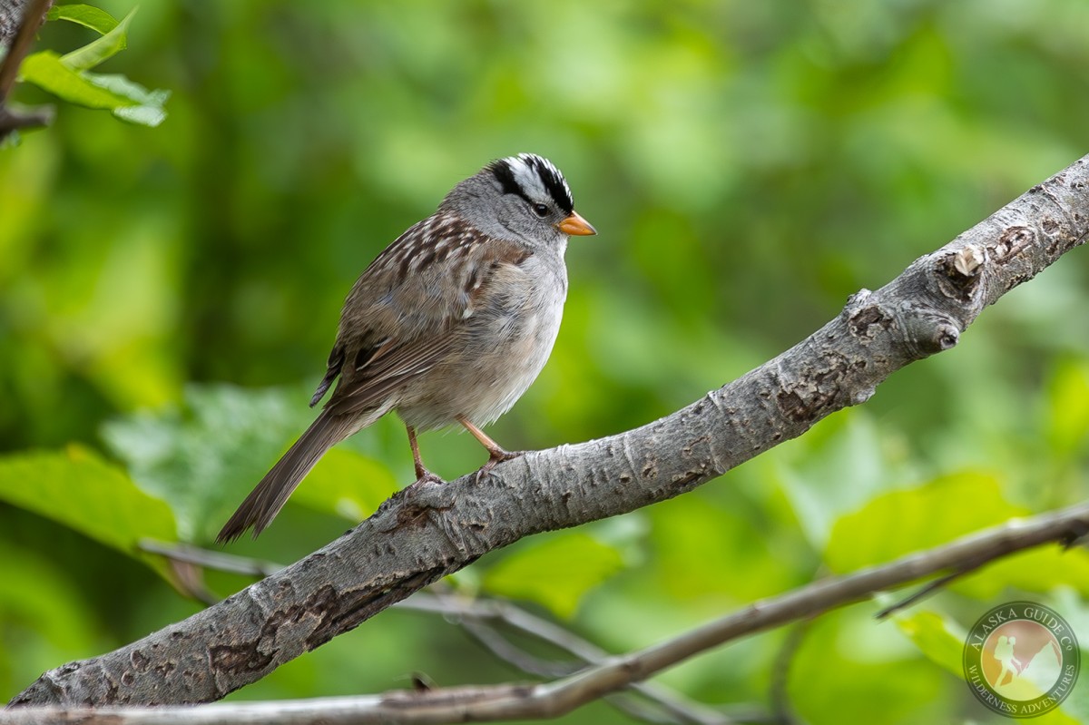 White-crowned sparrow perched in a willow, Valdez, June 19, 2023.