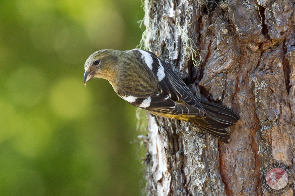A female white-winged crossbill, clings to the side of a hemlock up the Klehini Valley, Valdez, Alaska.