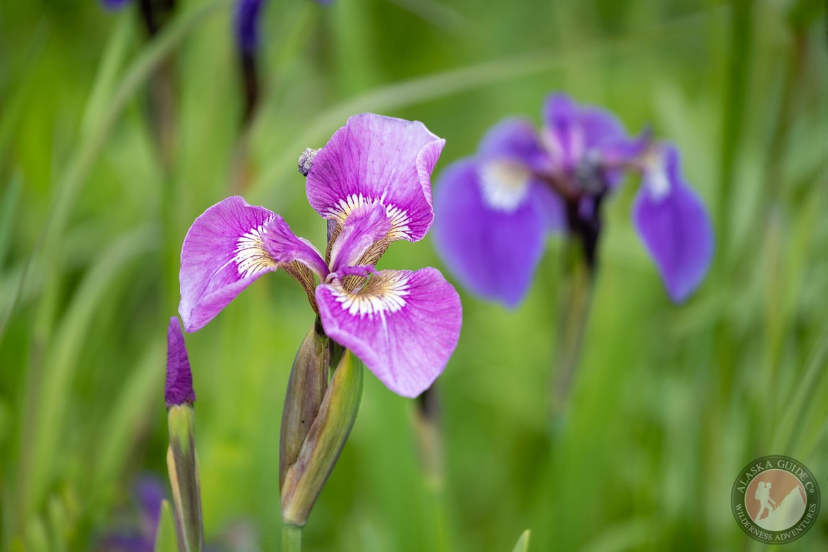 A pink variation iris with the more common purple behind it. Duck Flats, Valdez, Alaska.