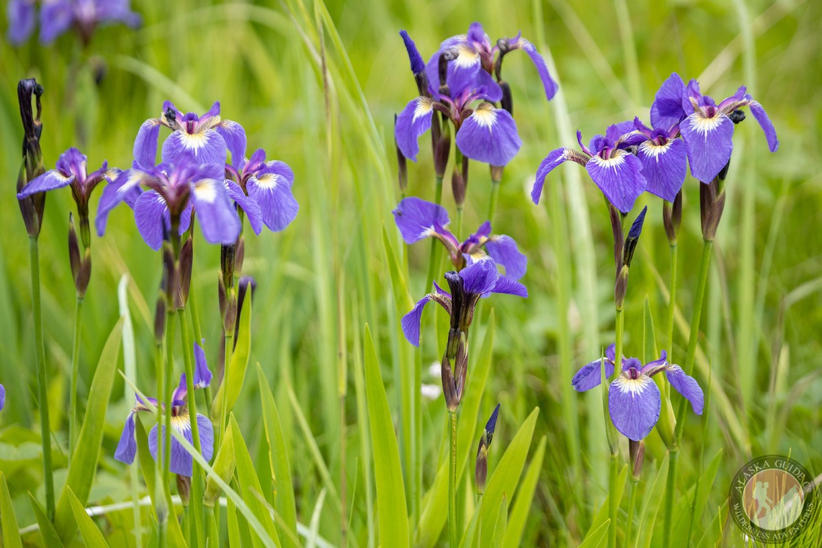 Wild Flag Iris (Iris setosa) growing near Duck Flats, Valdez, Alaska.