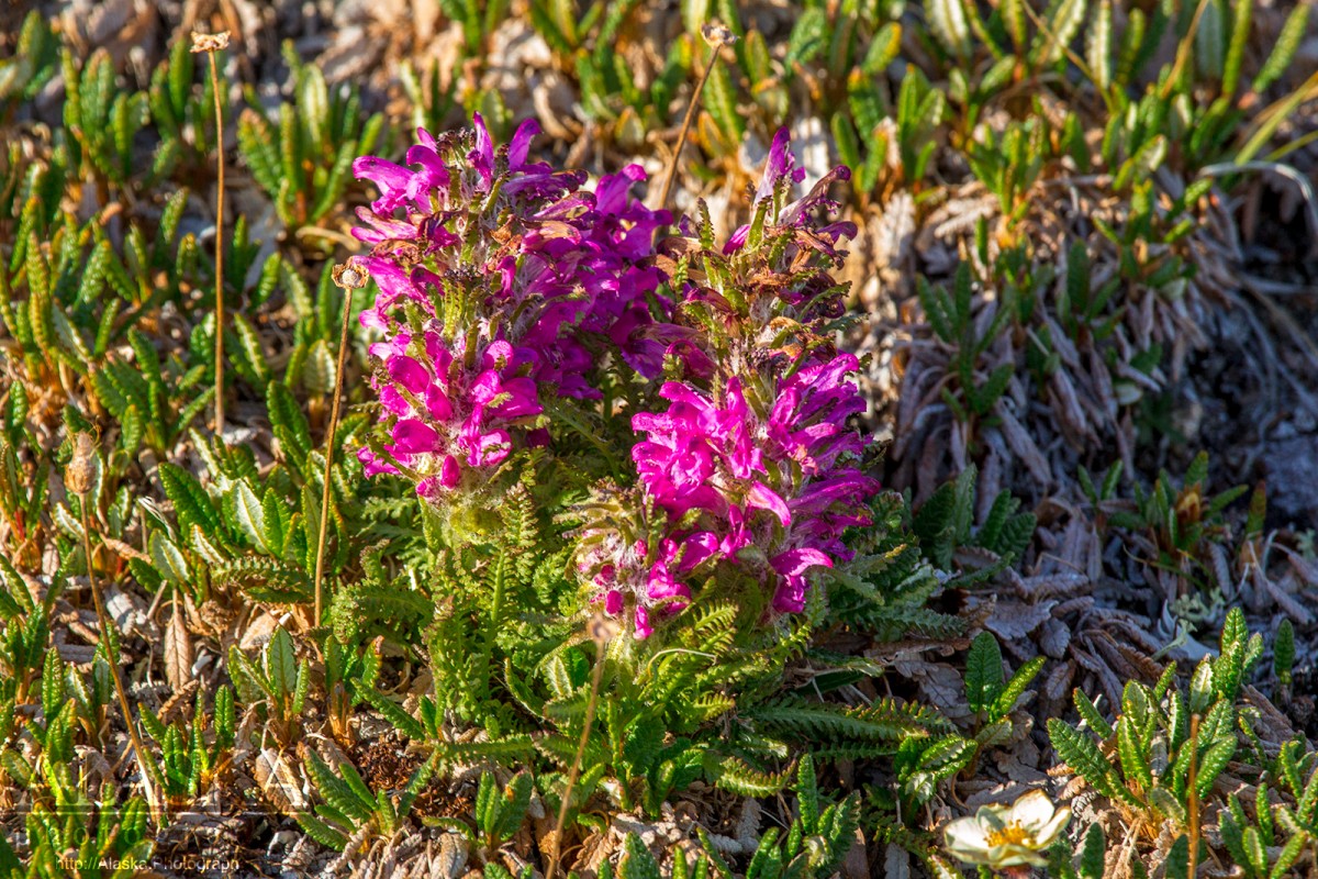 Woolly Lousewort growing on Dish Mountain in Wrangell-St. Elias National Park.
