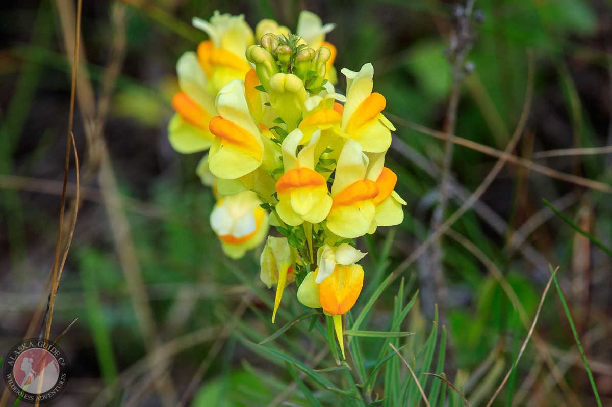 Yellow toadflax growing outside of Anchorage near Beluga Point.