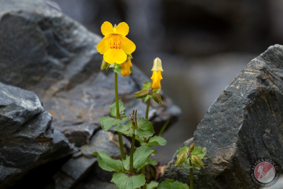 Yellow monkeyflower near Keystone Canyon, Valdez, Alaska.