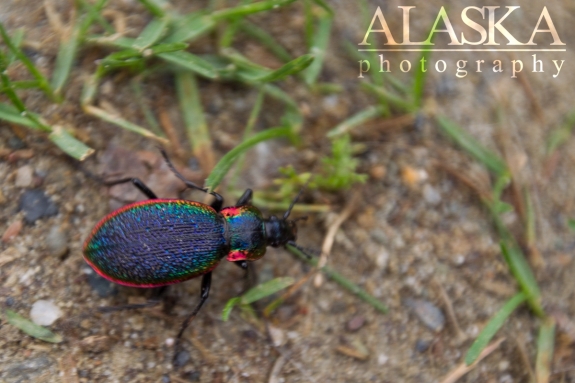 A rainbow beetle scampers across the ground. Taken in the hills along Goldstream Creek.