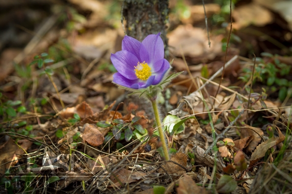 Cutleaf Anemone or Pasqueflower growning on the forest floor at Grapefruit Rocks.