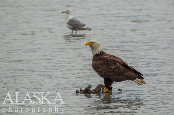 A bald eagle and Glaucous-winged gull wait to find food.