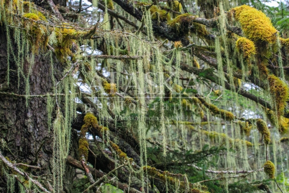 Methuselah's beard, a coastal lichen, grows in a Sitka spruce near Valdez.