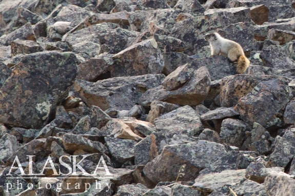 A hoary marmot stands watch over its rock field.