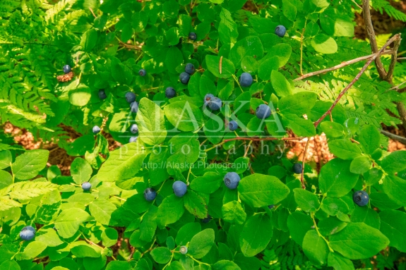 Early blueberries ready to harvest, along Robe Lake, Valdez.