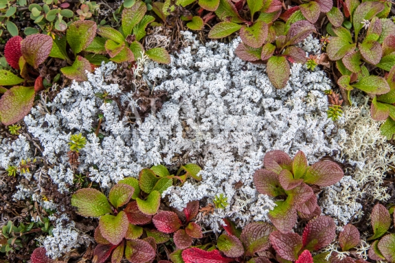 Foam lichen growing on Thompson Pass.