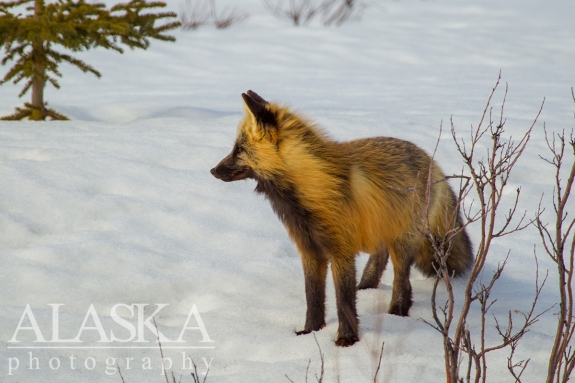 A cross fox variant of the red fox, near the Haines Summit.