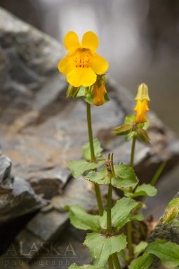 Common yellow monkeyflower growing at the base of Horsetail Falls.