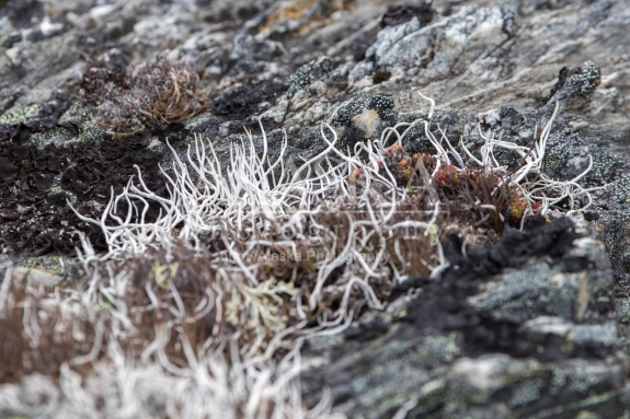 Whiteworm lichen growing in the high elevations of Thompson Pass in the Chugach Mountains.