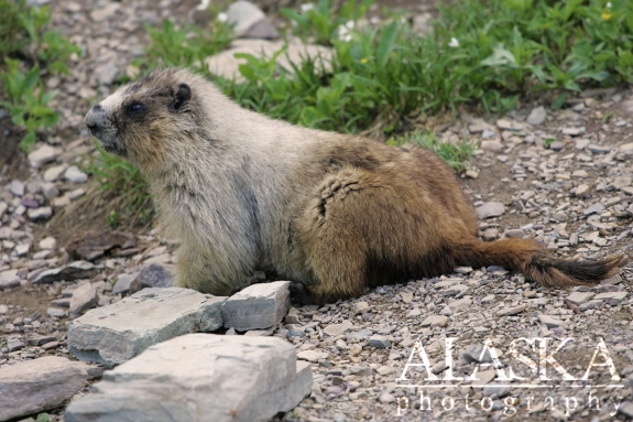 Hoary marmot are often found in rocky areas with low foliage.