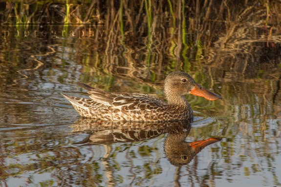 A northern shoveler swims in a pond off Goldstream Creek, behind Fairbanks.