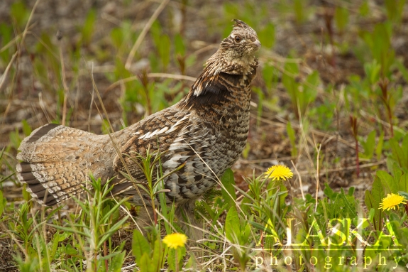A mother ruffed grouse starts to increase her display to draw attention from her chicks.