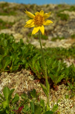 Frigid Arnica wilts a little from the summers heat up on Thompson Pass near Valdez.