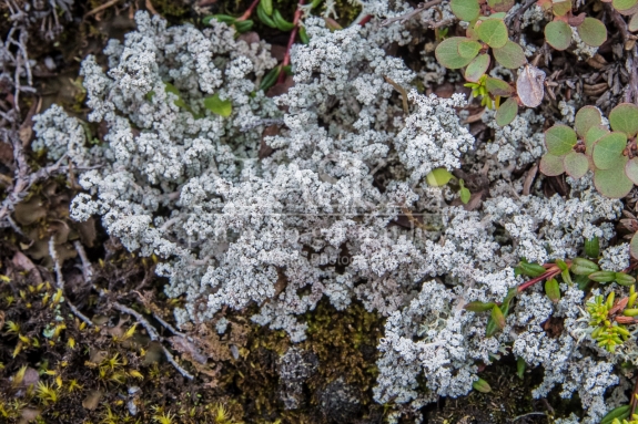 Distinct foam lichen, growing on Thompson Pass, in the Chugach Mountains.