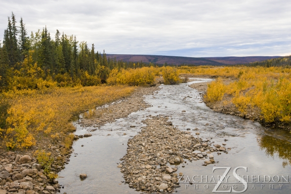 Looking west down Nome Creek, from the bridge. Taken Sept 7, 2013.