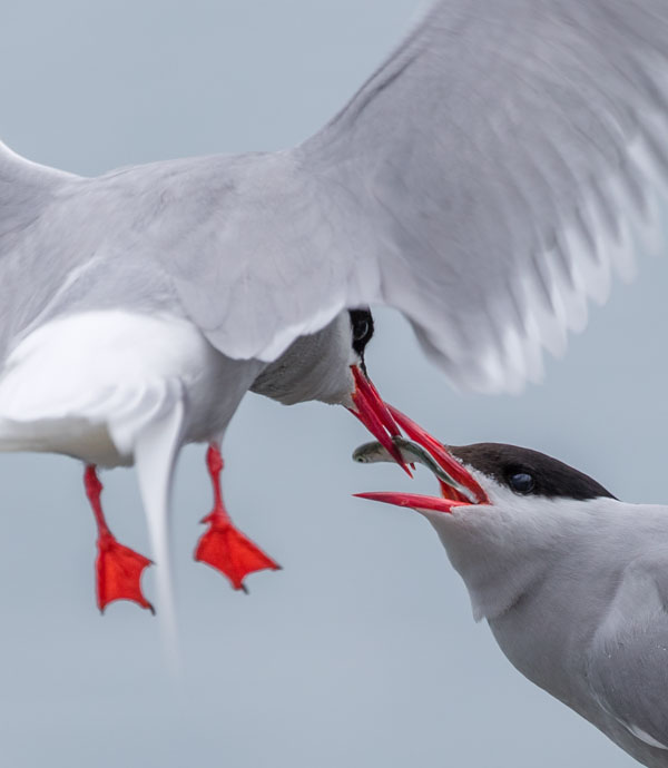 Birds of Alaska