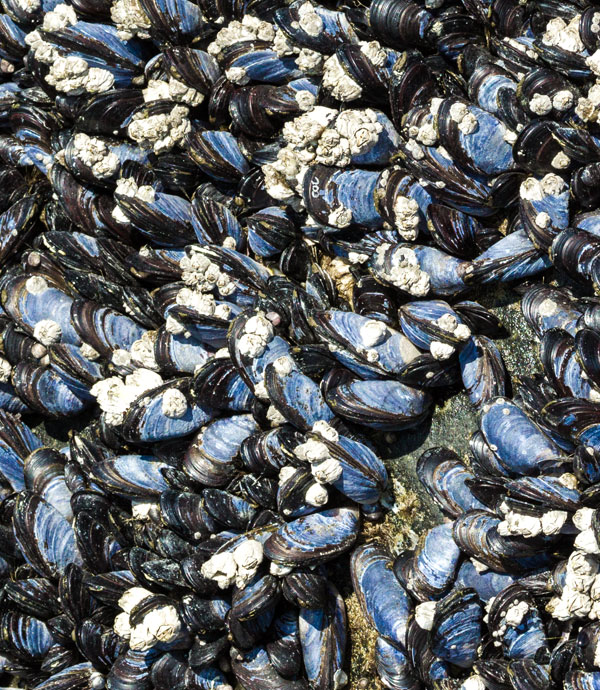 Bivalves of Alaska