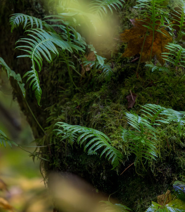 Ferns of Alaska