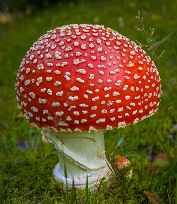 Fungi of Alaska