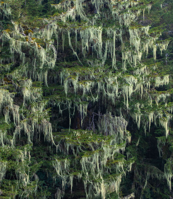 Lichen of Alaska