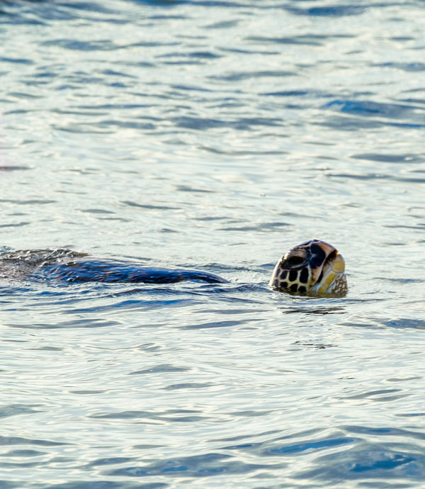 Reptiles of Alaska