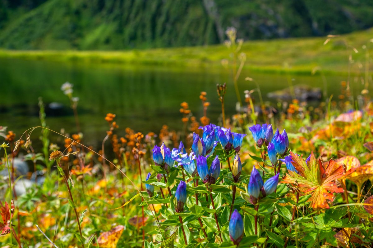 There are many varieties of wildflowers to enjoy during the month of August on this tour.