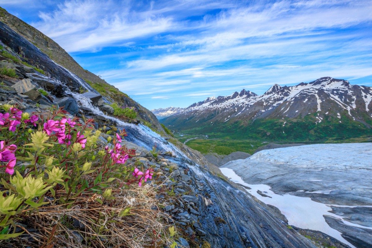 Wildflowers that grow along the edge of Worthington Glacier.