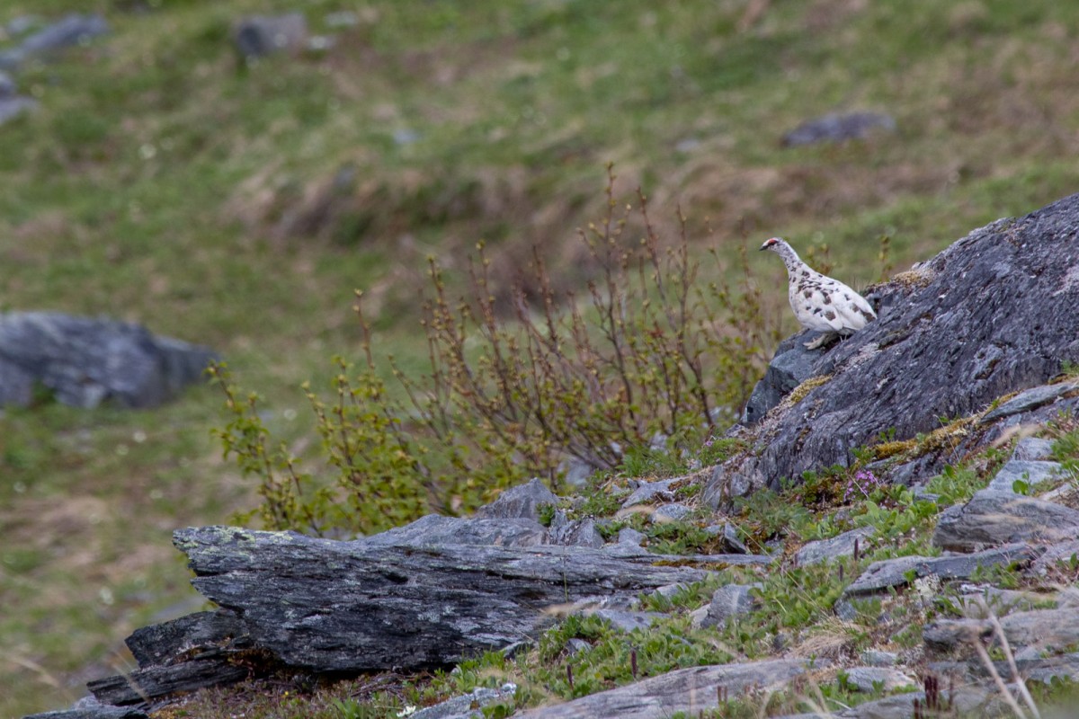 A ptarmigan sits watching while we hike past it.