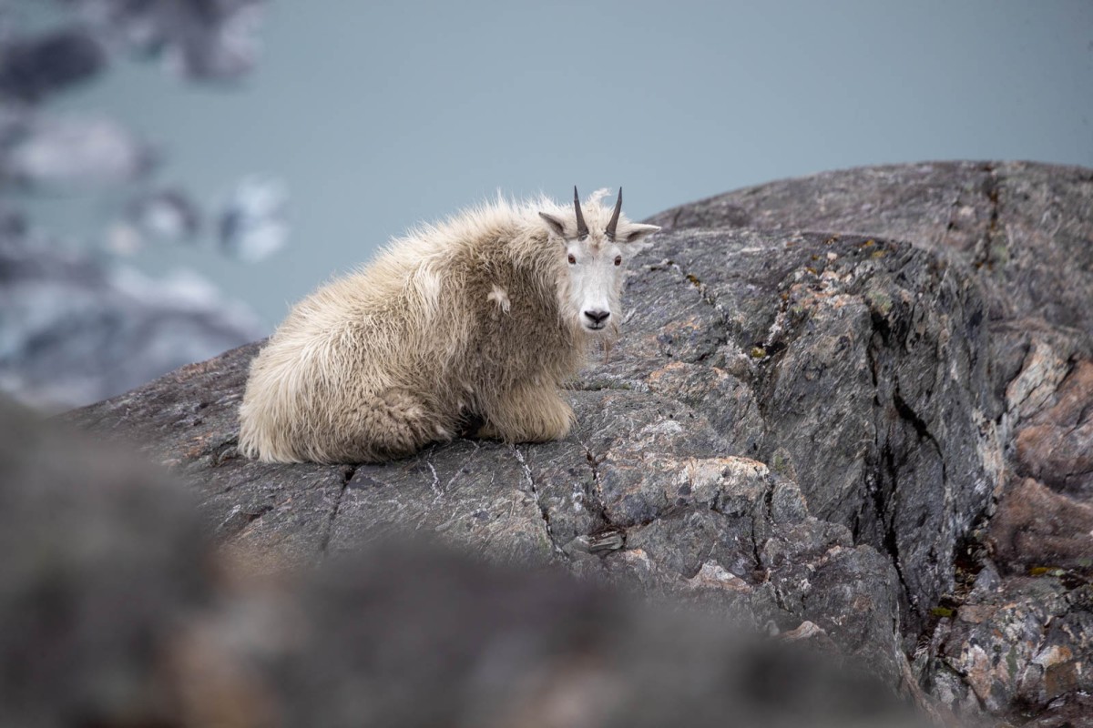 Mountain goats are willing to approach the lookout when guests are quite and move slow.