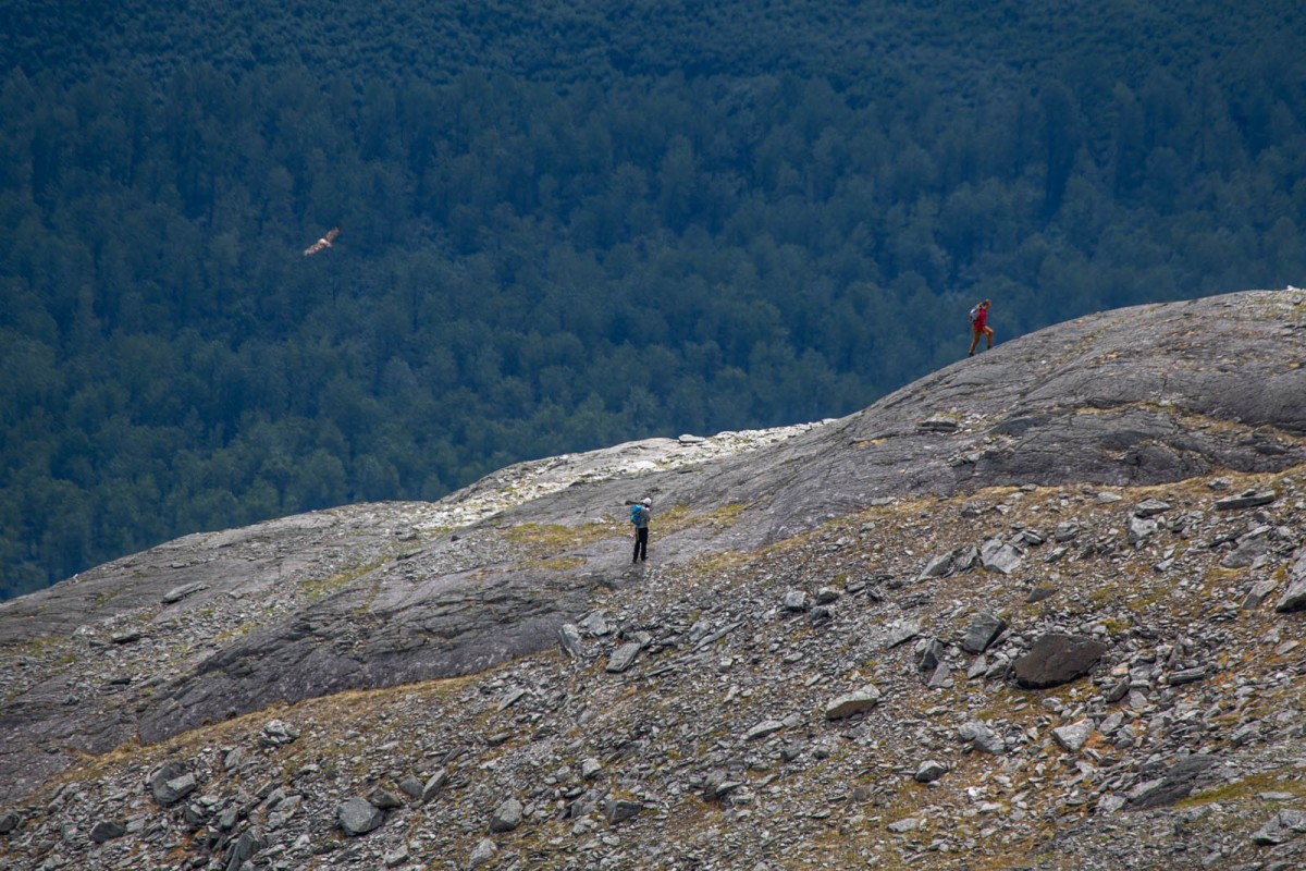 An eagle flies by while hiking out from Glacier Lookout.