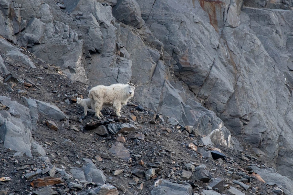 A nanny mountain goat and her kid just above while we hike through.