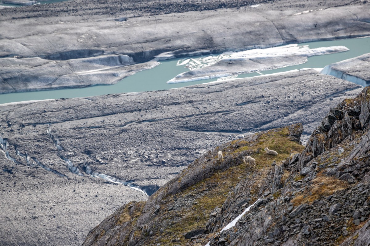 Looking down at three mountain goats as the rest above Valdez Glacier.
