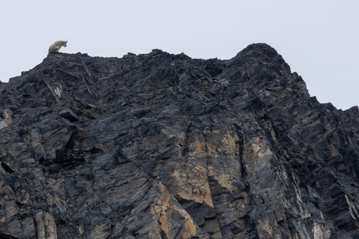 A mountain goat watches from above while hiking through the alpine.