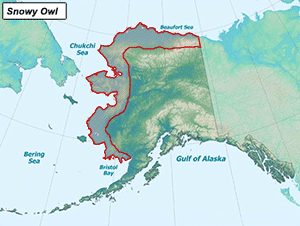 Habitat of Snowy Owl in Alaska