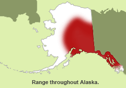 Habitat of Alder Flycatcher in Alaska
