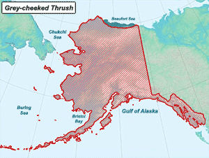 Habitat of Gray-cheeked Thrush in Alaska